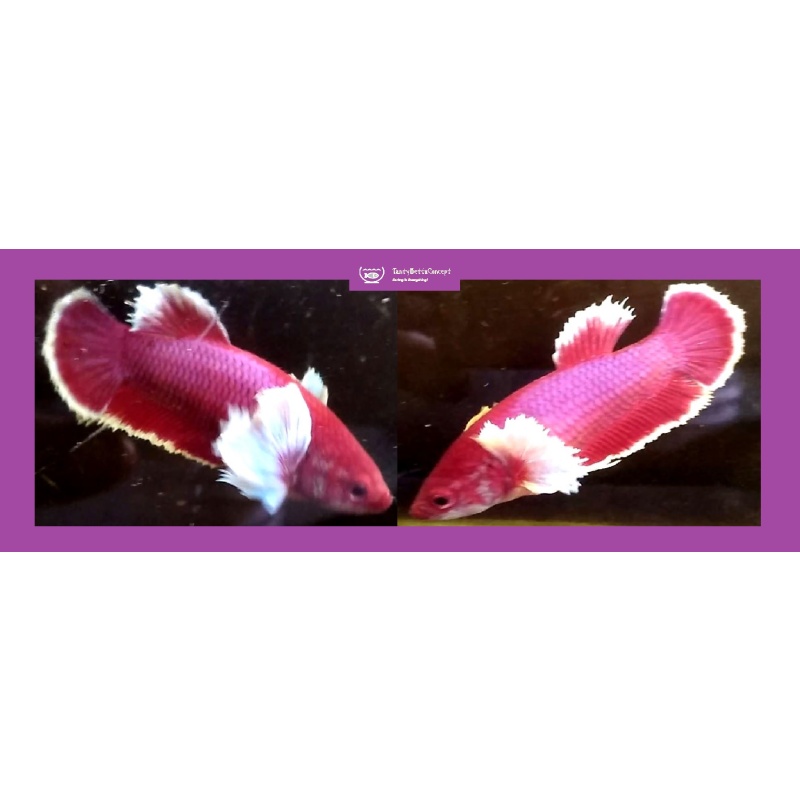 SEXY RED PURPLE DUMBO!! #1 (Shipping Cost Included in Price)