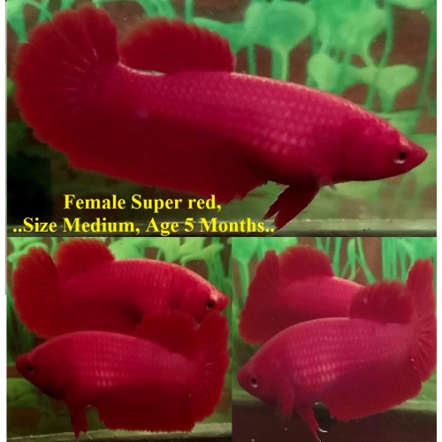 SEXY SUPER RED!! #1 (Shipping Cost Included in Price)