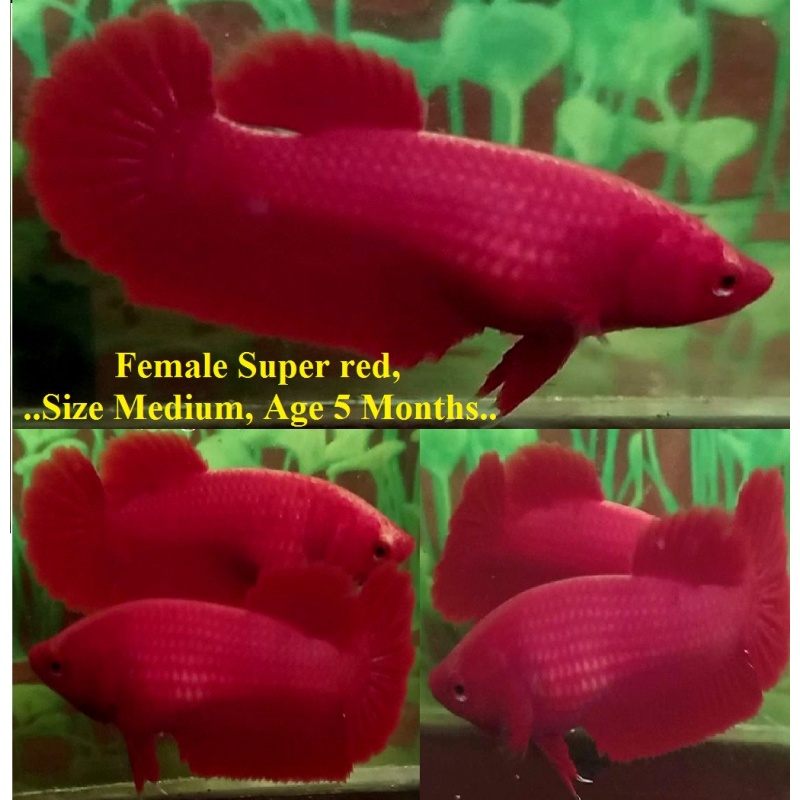 SEXY SUPER RED!! #1 (Shipping Cost Included in Price)