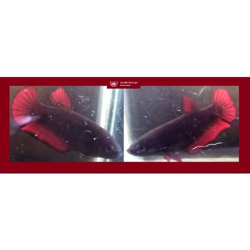 SEXY VAMPIRE AVATAR!! #1 (Shipping Cost Included in Price)