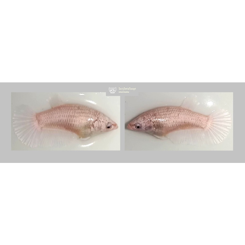 FEMALE WHITE COPPER!! #1 (Shipping Cost Included in Price)