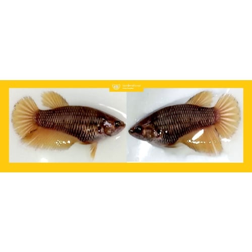 SEXY YELLOW BROWN COPPER!! #1 (Shipping Cost Included in Price)