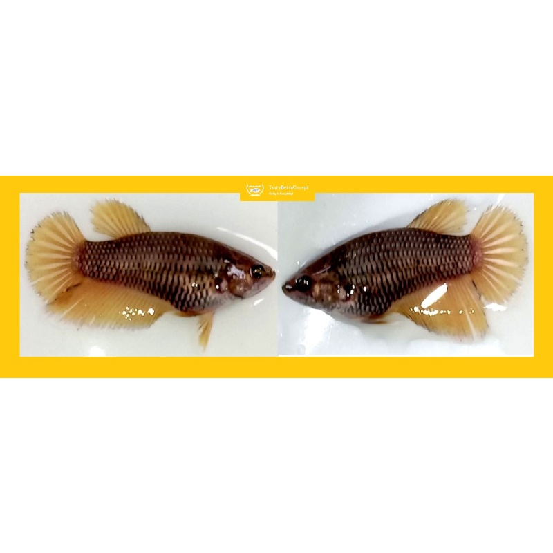 SEXY YELLOW BROWN COPPER!! #1 (Shipping Cost Included in Price)