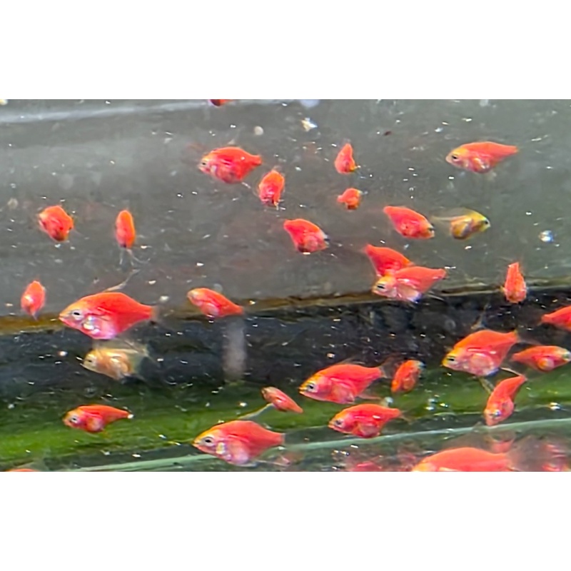 6+1 FREE! Starfire Red Angelfish