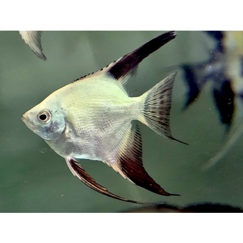 3 Bulgarian Green Seal Point Angelfish, QUARTER to HALF DOLLAR SIZE!