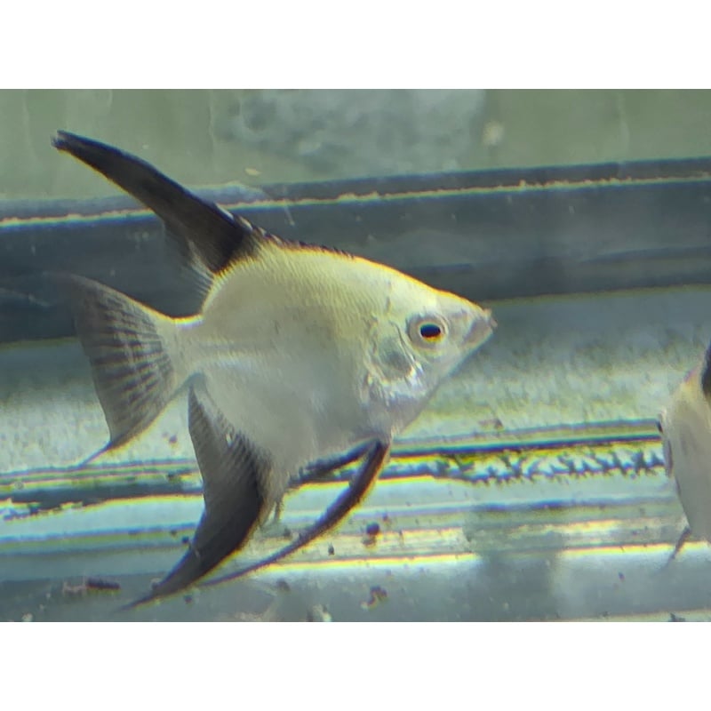 3 Bulgarian Green Seal Point Angelfish, QUARTER to HALF DOLLAR SIZE!