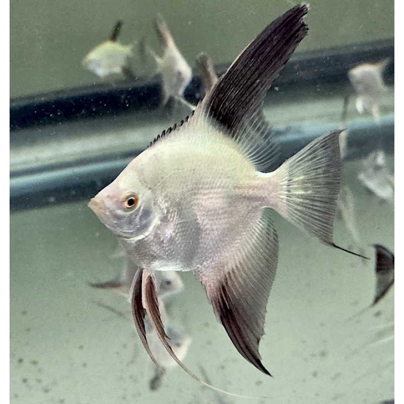 3 Bulgarian Green Seal Point Angelfish, QUARTER to HALF DOLLAR SIZE!