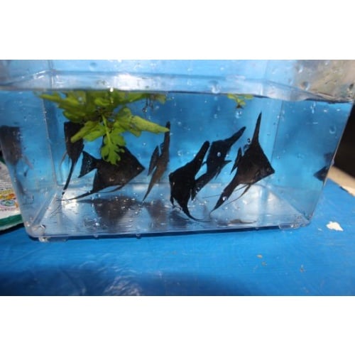 6 BLACK ANGELFISH HALF DOLLAR BODY SIZE!!!NICE FISH!!!
