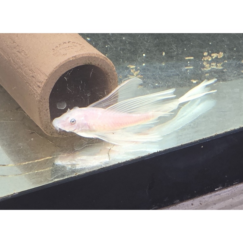 Swow White Long Fin BN Plecos