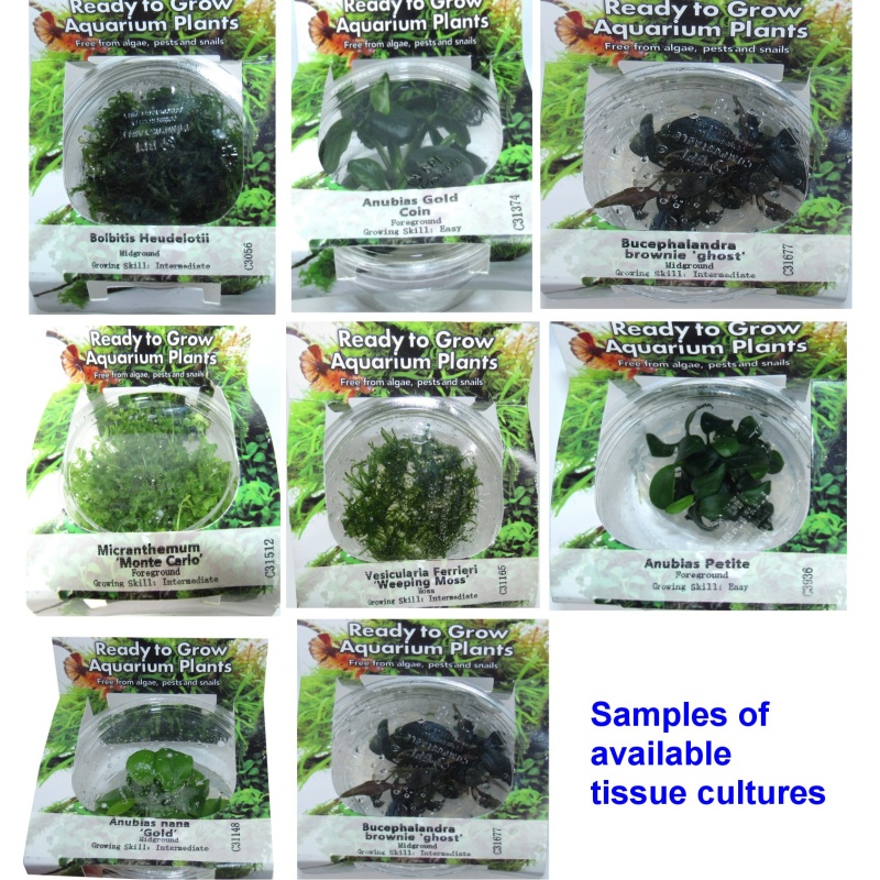 4 Tissue Culture Mystery Pack: Carpeting Moss Buce Anubias species bundle