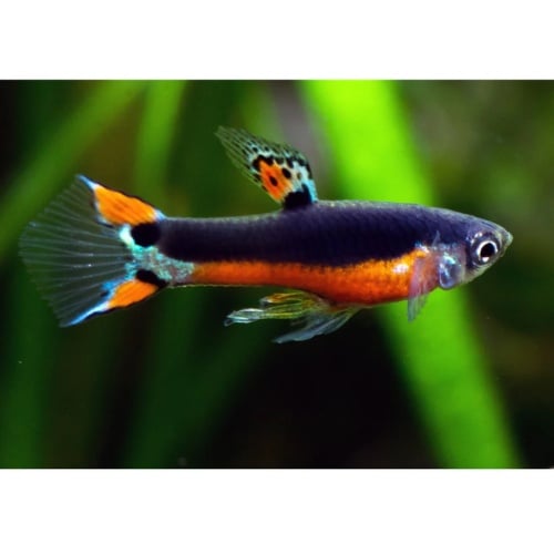 Poecilia wingei Santa Maria endler 1 trio (1 male / 2 females)