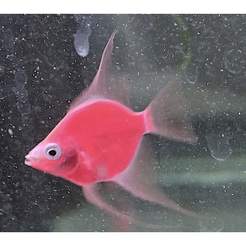 6 SCARLET RED ANGELFISH, N/Q SIZE! (FULL COLOR)