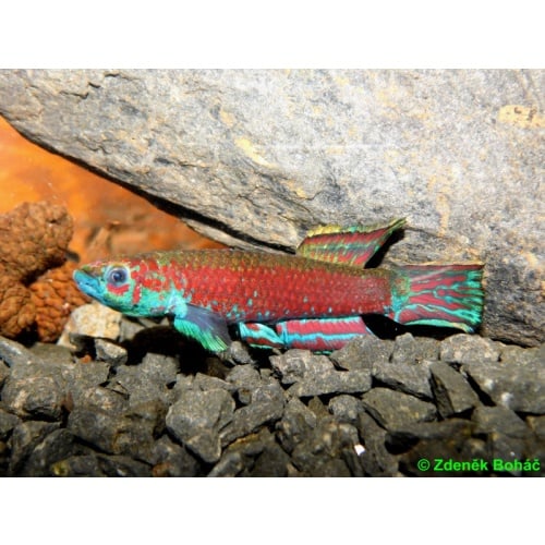 Scriptaphyosemion cauveti Kindia +25 eggs