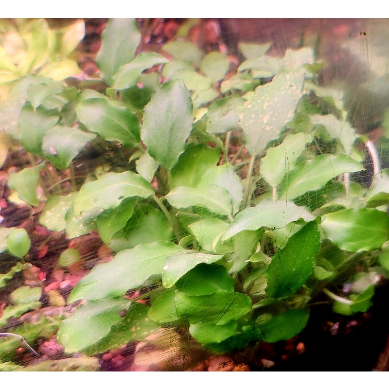 1x Schismatoglottis prietoi - $10 flat ship for all plants wanted