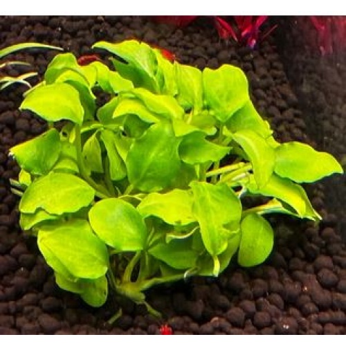 1x Schismatoglottis prietoi - $10 flat ship for all plants wanted