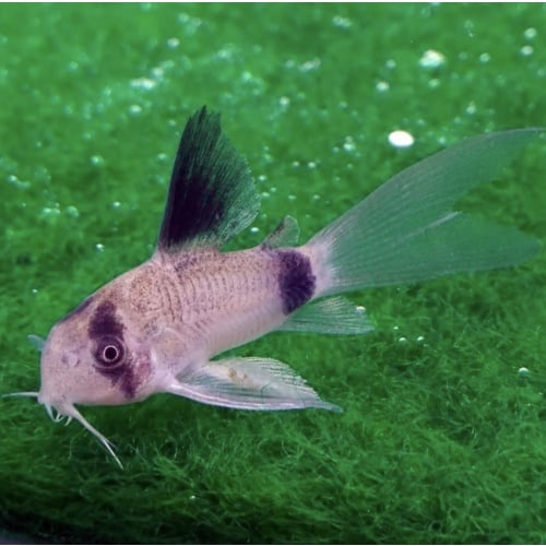 5 Long Fin Panda Corydoras