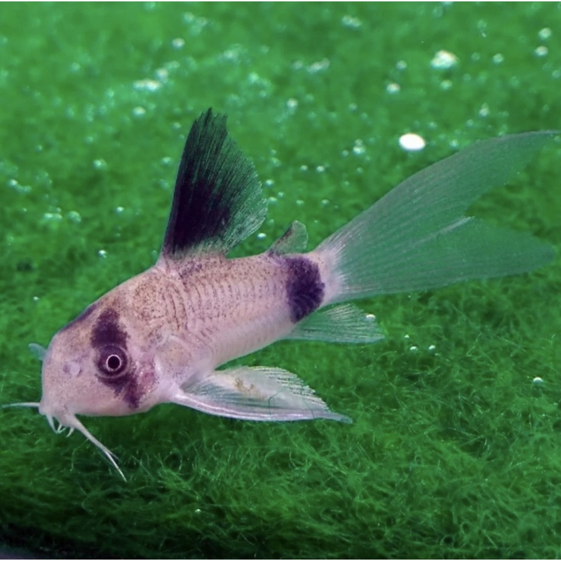 5 Long Fin Panda Corydoras