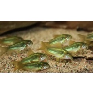 6 Green Laser Corydoras