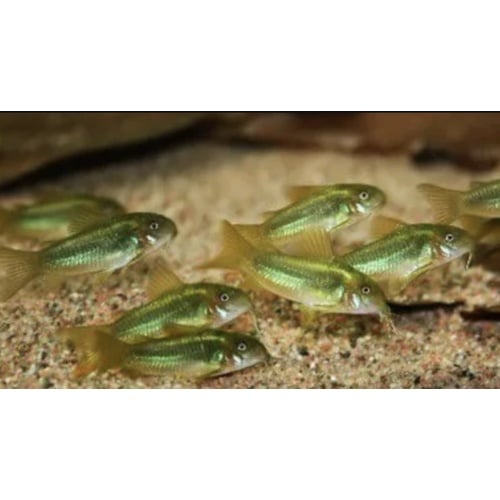 6 Green Laser Corydoras