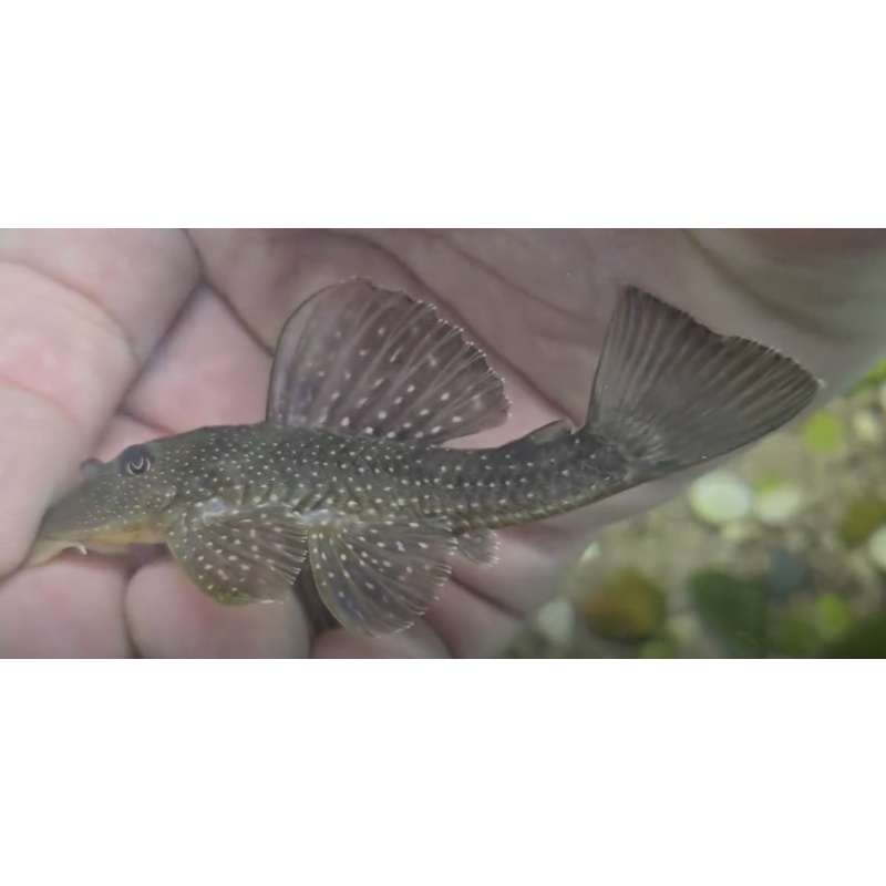 Ancistrini sp. - Possible new species / New genus