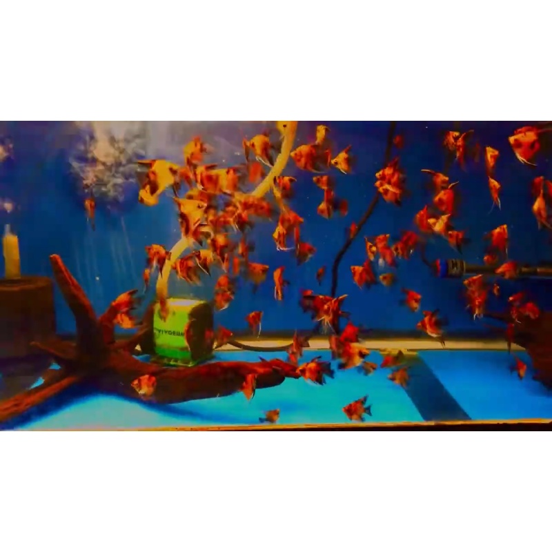 10 Red Devil Angelfish Quarter Plus Size