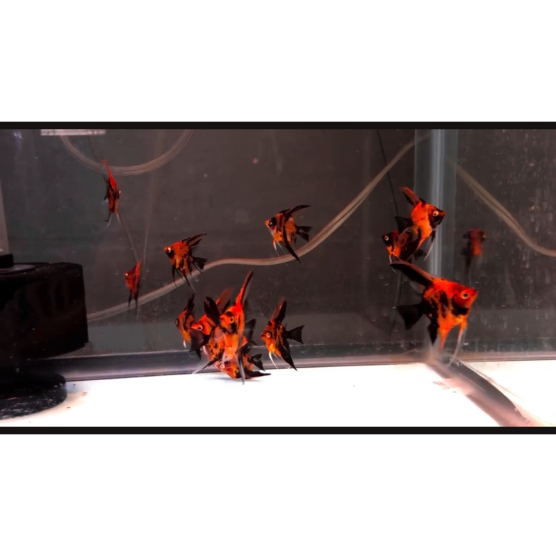 10 Red Dragon Angelfish 2