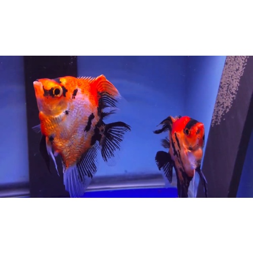 Proven Red Devil Angelfish Pair # 4136