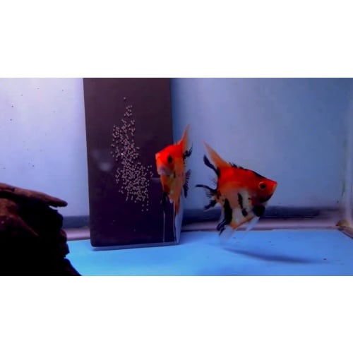 Proven Red Devil Angelfish Pair #4137