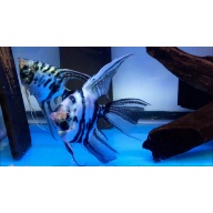 Electric Marble Super Veil Angelfish Pair #2128