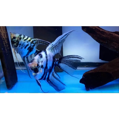 Electric Marble Super Veil Angelfish Pair #2128