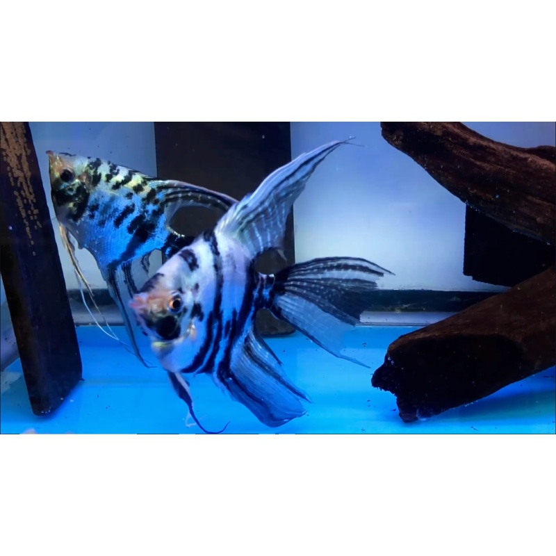 Electric Marble Super Veil Angelfish Pair #2128