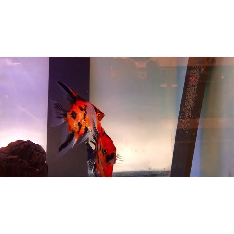 Proven Red Dragon Angelfish Pair #2130