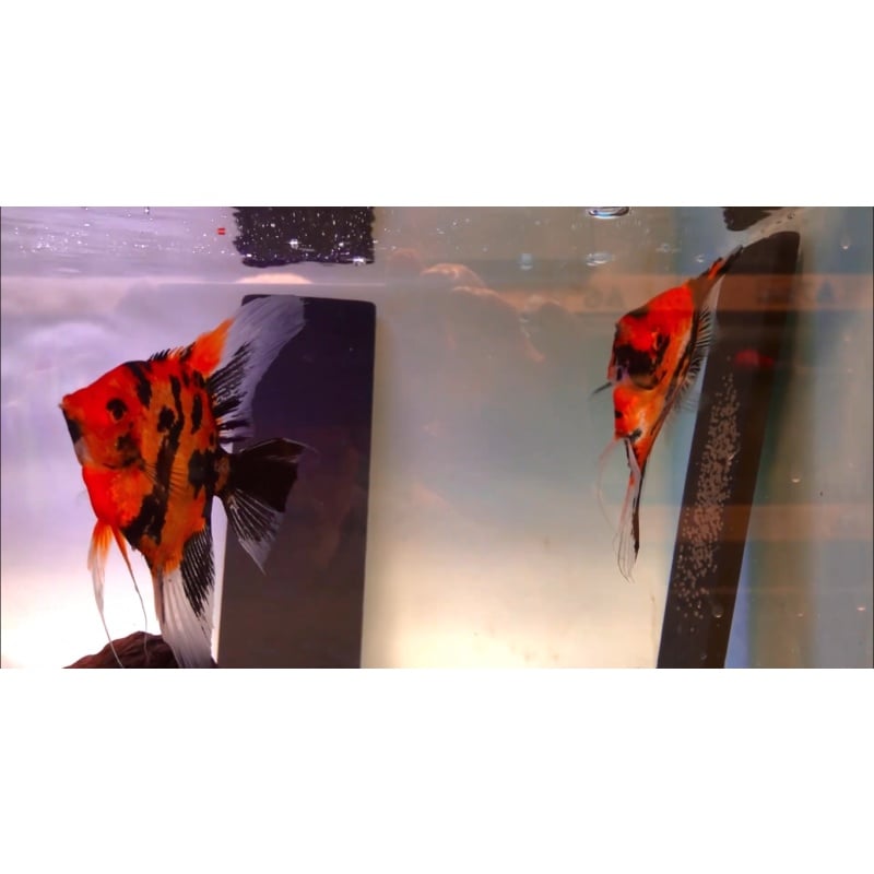Proven Red Dragon Angelfish Pair #2130