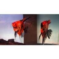 Proven Red Dragon Angelfish Pair #2130