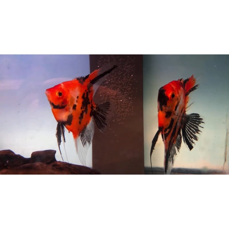 Proven Red Dragon Angelfish Pair #2130