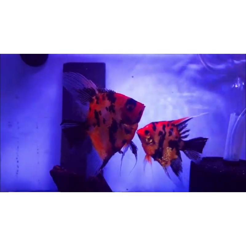 Proven Red Dragon Angelfish Pair #4131