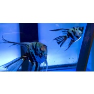 Proven Electric Blue Marble Super Veil-Tail Angelfish Pair 4132