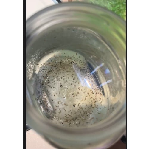 Live Daphnia Culture