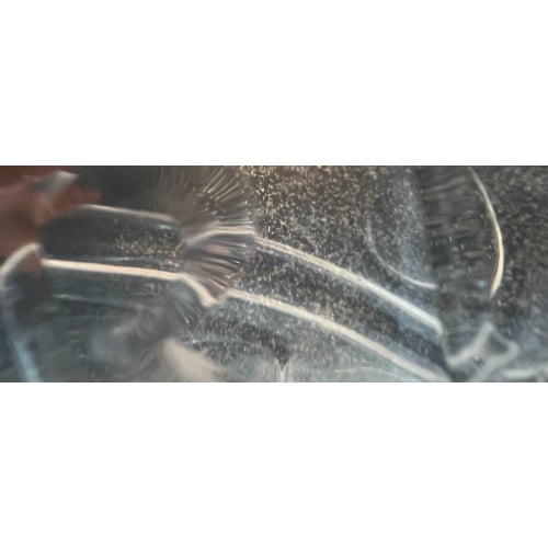 Paramecium Culture – Stable, High Density (150 ml Starter)