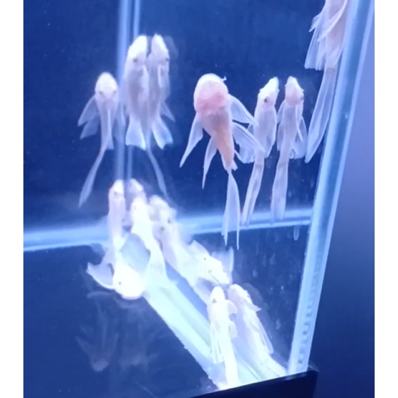 Snow White Plecos x 12!