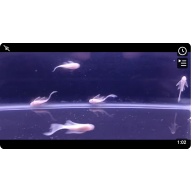 Snow White Bristlenose Plecos x 12!