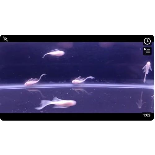 Snow White Bristlenose Plecos x 12!
