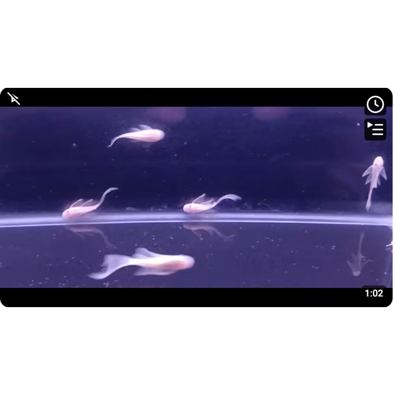 Snow White Bristlenose Plecos x 12!