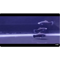 Black swordtails x 6 - Nice!