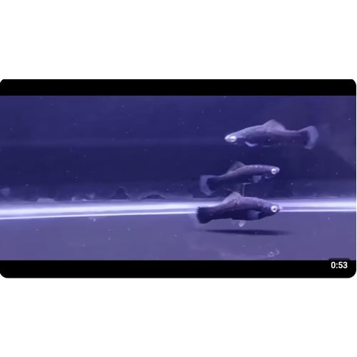 Black swordtails x 6 - Nice!