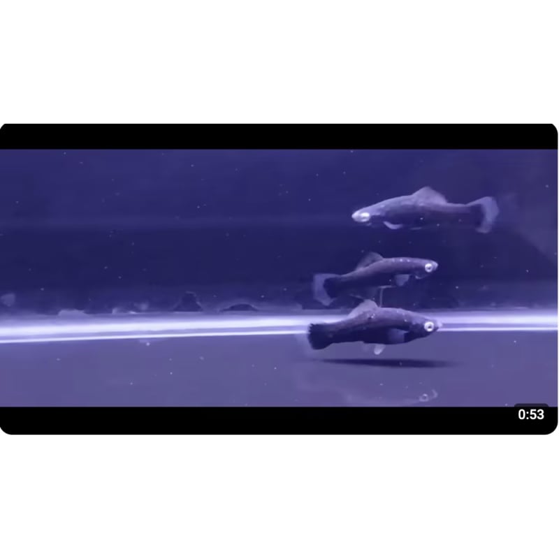 Black swordtails x 6 - Nice!
