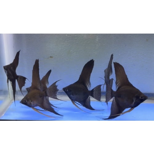 6 - BLACK ANGELFISH