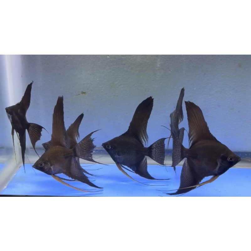 6 - BLACK ANGELFISH