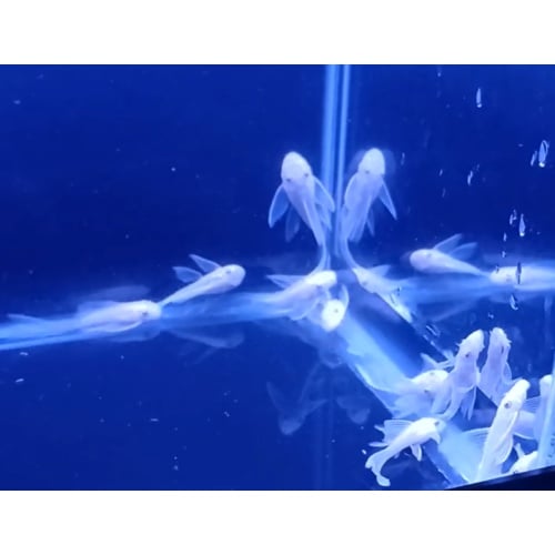Snow White Plecos x 20!