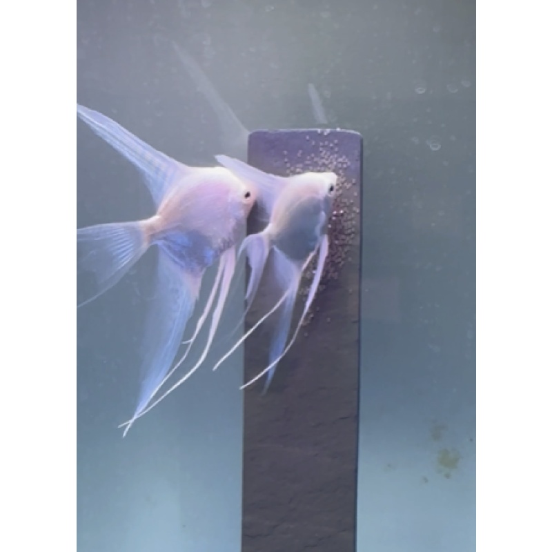 YOUNG PLATINUM PROVEN BREEDING PAIR